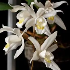 洋蘭 セロジネインターメディア 白花のサムネイル