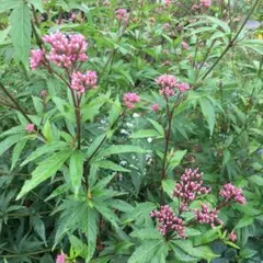 2025年最新】フジバカマ 苗の人気アイテム - メルカリ