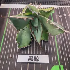 takashi様 リクエスト 2点 まとめ商品