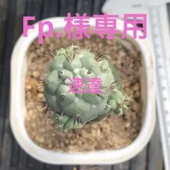 2025年最新】オルテゴカクタスの人気アイテム - メルカリ