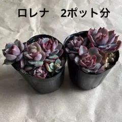 pansy様 リクエスト 2点 まとめ商品