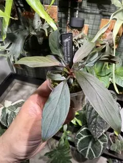 ② 増殖株 Homalomena TEMPER BLUE ホマロメナ - メルカリ