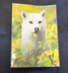 お父さんクリアファイル MS00426