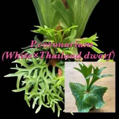 P.coronarium（White ×Thailand dwarf）胞子培養③ P.coronarium（White ×Thailand dwarf）胞子培養⑤ - メルカリ