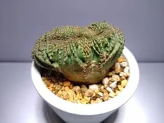 2025年最新】オベサ 綴化の人気アイテム - メルカリ