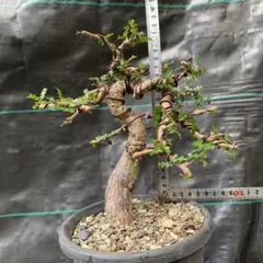 2026年最新】オペルクリカリア デカリーの人気アイテム - メルカリ