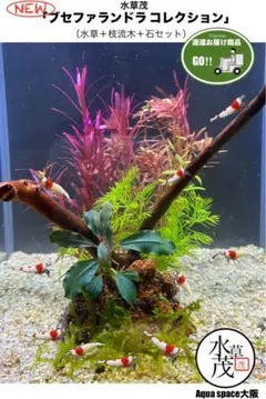 2025年最新】ブセファランドラ セットの人気アイテム - メルカリ