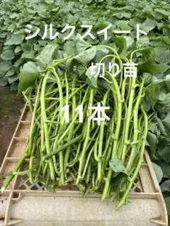 シルクスイート切り苗 15本 - メルカリ