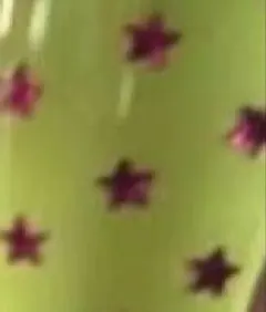 専用