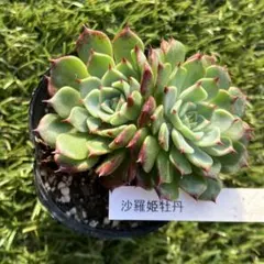 沙羅姫牡丹　大群生株 2025年最新】沙羅姫牡丹の人気アイテム - メルカリ