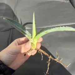 2026年最新】アガベ ブルーベルジャイアントの人気アイテム - メルカリ