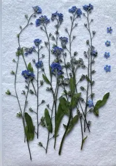 K-95 押し花　忘れな草 12本