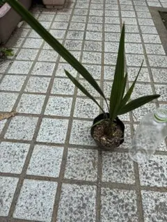 ココスヤシシルバーフリーのサムネイル