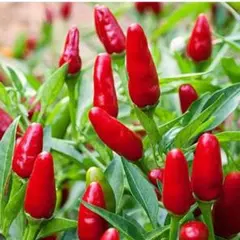 ごんちやん様 リクエスト 2点 まとめ商品