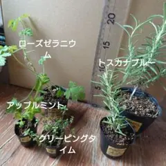 専用【6-Dゼラ&Eアップル&35クリーピング】【☆9-E.6-Pトスカナ抜苗】