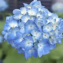 夏乗り越え爽やかアジサイ 根付き挿し木苗