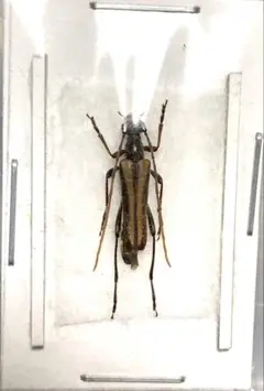 2025年最新】カミキリ 標本の人気アイテム - メルカリ