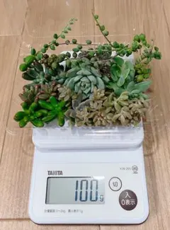【多肉植物】普及種　カット苗　寄せ植えB