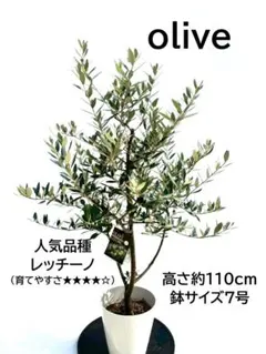 オリーブの木 アスコラーナ 7号 約110cm NO.699 現品掲載 直接取引限定