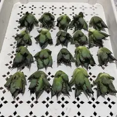 dennisB05 子株 青犀牛血統 アガベ チタノタ - メルカリ