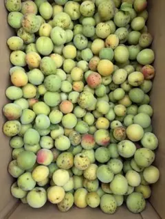 奄美大島 すもも 7キロ Sサイズ - メルカリ