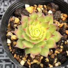 うさこ311様 リクエスト 2点 まとめ商品　プルビナータフロスティ②