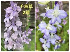 千鳥草 ラークスパー2種 アールグレイ＆カンヌブルーピコティの種　花の種のサムネイル
