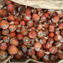 2025年最新】月桃 の実の人気アイテム - メルカリ