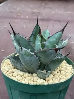 姫厳竜 Agave titanota 鉢ごと発送 - メルカリ
