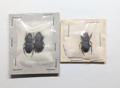 美品　貝殻標本　カタツムリ 3.7cm (Amphidromus dungae) 貝殻 ミドリパプア ミドリパプア 陸貝 - 美品 貝標本(科学、自然