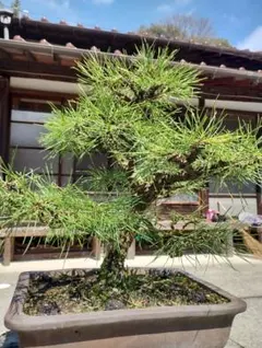 大型赤蝦夷松盆栽14本立てa ta983d8様用 - メルカリ