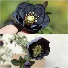 こめ様専用 クリスマスローズ 小苗 DDブラック(広瀬）×ブルーストレイン