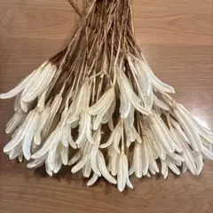 ホワイト加工♣︎ユリのドライ♦️30本♢