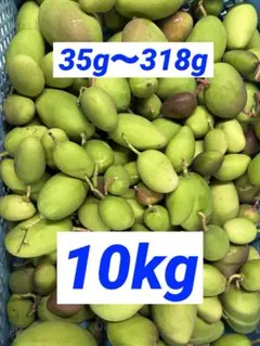 摘果マンゴー　グリーンマンゴー　加工用　20g〜70g多め 摘果マンゴー 加工用 宮崎県産20g〜70g - メルカリ
