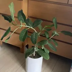 선착순 ‼️ [❤️ 인기 관엽식물 ❤️] 무화과 벵갈렌시스 모종 제거