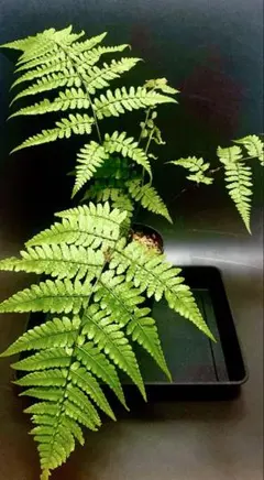 茶々丸様専用 リョウメンシダの生葉 花材 レイ フラダンス - メルカリ