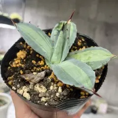 2026年最新】アガベ吉祥天の人気アイテム - メルカリ