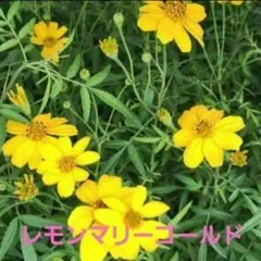 チビタ様 リクエスト 2点 まとめ商品