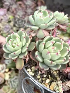 多肉植物 久米の里 抜き苗 - メルカリ