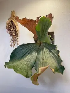 エレファントティス 【メルカリ便】 ビカクシダ 胞子培養株 e003 2025年最新】エレファントティス 胞子の人気アイテム - メルカリ