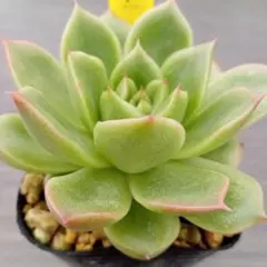 ミモザ三角葉　フレッシュ フレッシュミモザ 三角葉 アカシア ミモザ ネコポス いっぱい おまけ