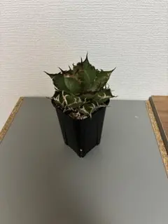 アガベ　チタノタ　シーザー　 凱撤