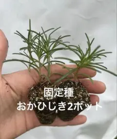しらたま様 リクエスト 2点 まとめ商品
