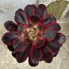 73#多肉植物アエオニウム錦❤️マダラシカ ❤️1大頭14cm拔き苗 - メルカリ