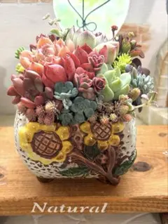 ❤️多肉植物そのまま飾れる❤️寄せ植え❤️韓国鉢　ひまわり柄