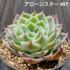 アローンスター 497 エケベリア 多肉植物 抜き苗