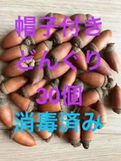 帽子付きどんぐり　30個　マテバシイ