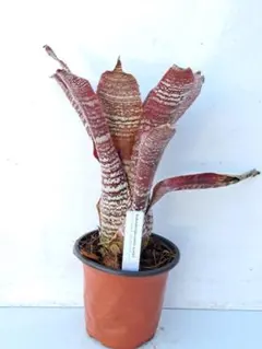 ホヘンベルギア エドムンドイ② 抜き苗 タンクブロメリア 観葉植物