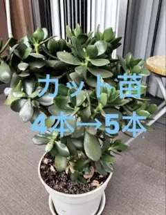 「花月錦 」「金のなる木」のサムネイル