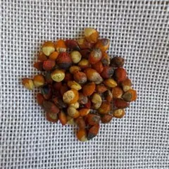 種子20粒」ボスウェリア・リバエBoswellia rivae - メルカリ